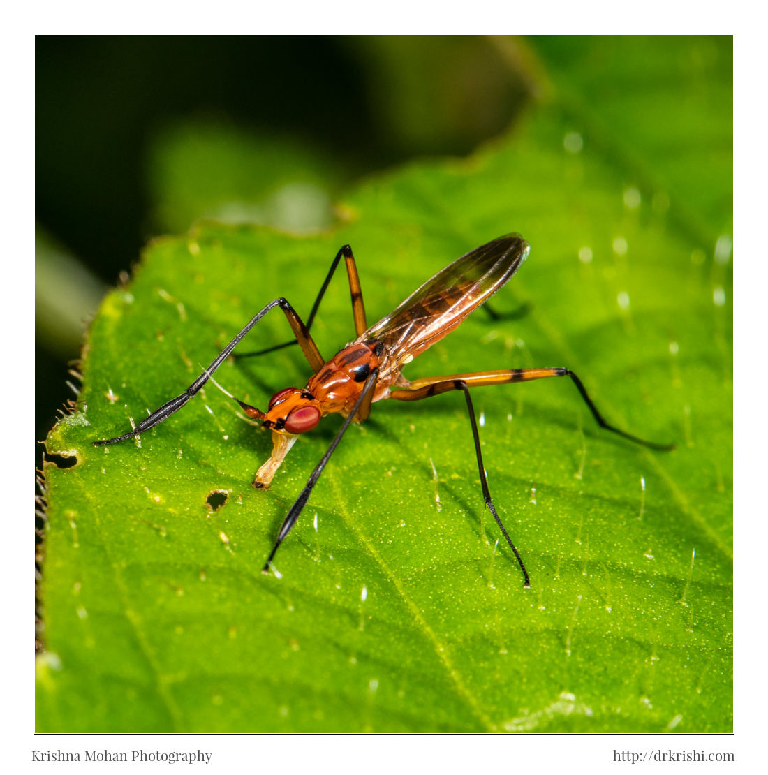 Cactus Fly - Telostylus sp.