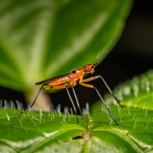 Cactus Fly - Telostylus sp.