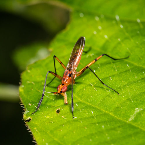 Cactus Fly - Telostylus sp.