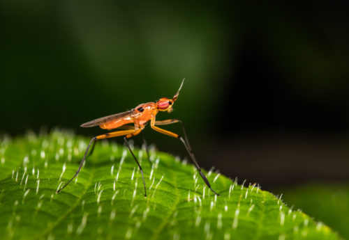 Cactus Fly - Telostylus sp.