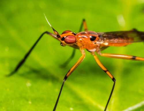 Cactus Fly - Telostylus sp.