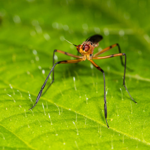 Cactus Fly - Telostylus sp.