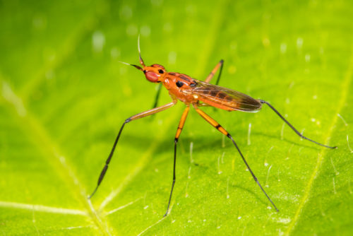 Cactus Fly - Telostylus sp.