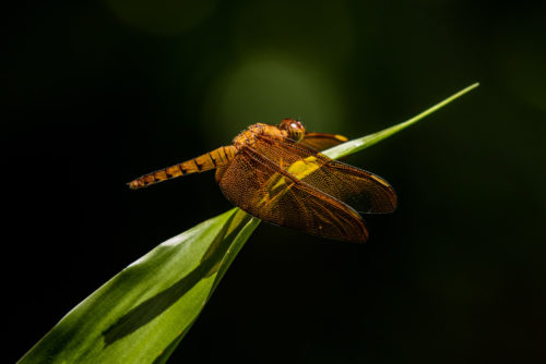 Female Fulvous Forest Skimmer