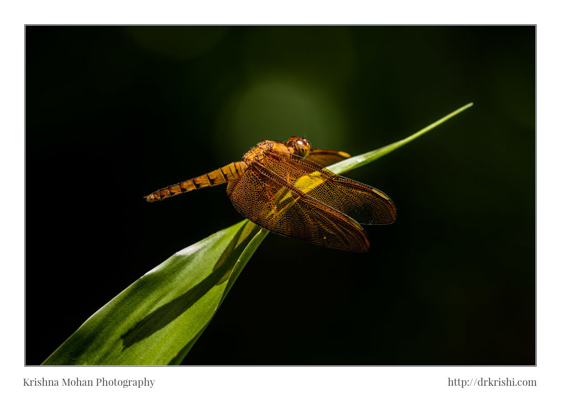 Female Fulvous Forest Skimmer