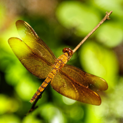 Female Fulvous Forest Skimmer