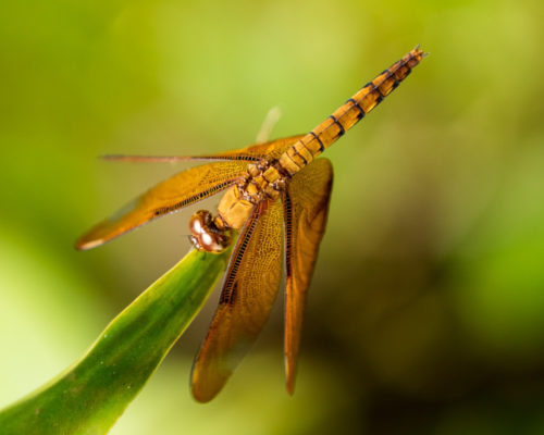 Female Fulvous Forest Skimmer