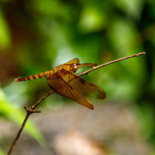 Female Fulvous Forest Skimmer