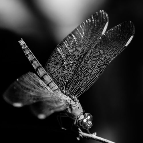 Female Fulvous Forest Skimmer