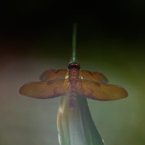 Female Fulvous Forest Skimmer