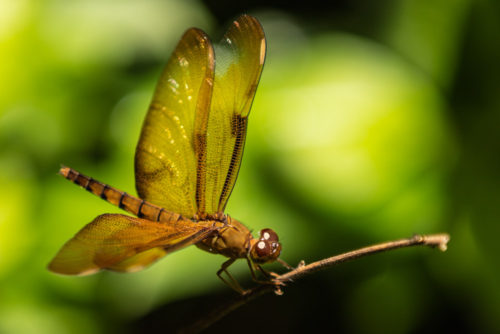 Female Fulvous Forest Skimmer