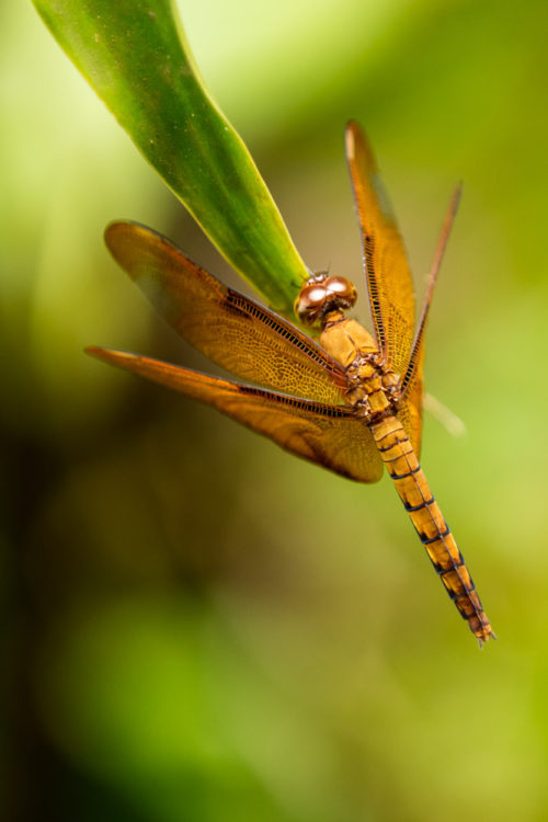 Female Fulvous Forest Skimmer