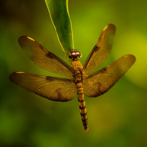 Female Fulvous Forest Skimmer