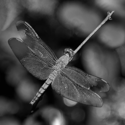 Female Fulvous Forest Skimmer