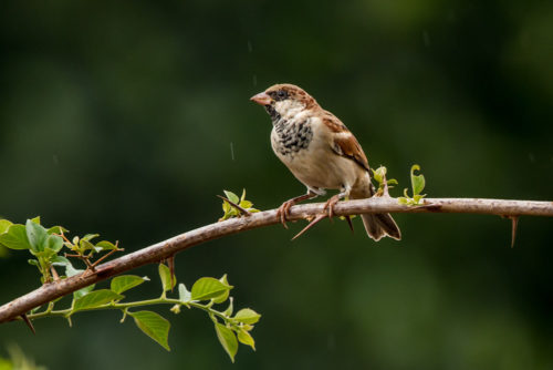 Male House Sparrow