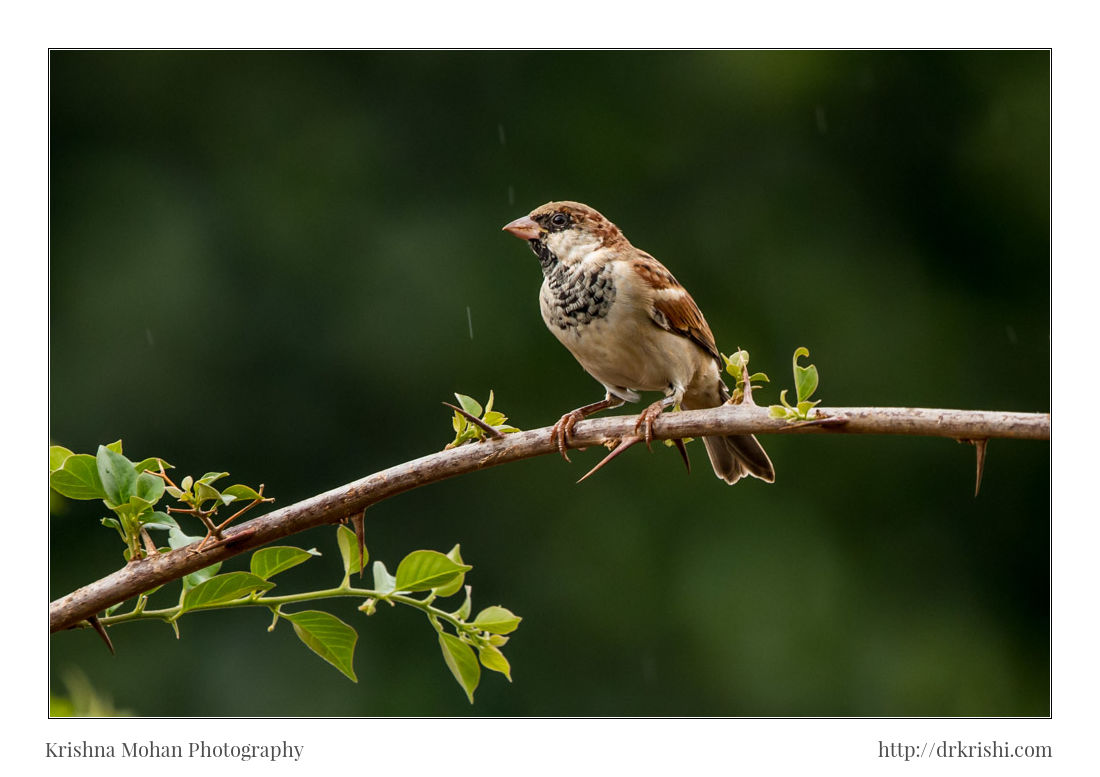 Male House Sparrow