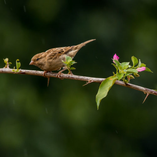 Female House Sparrow