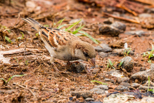 Male House Sparrow