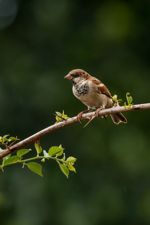 Male House Sparrow