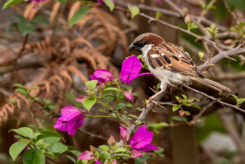 Male House Sparrow