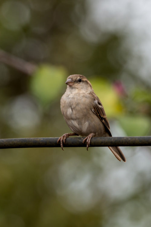 Female House Sparrow