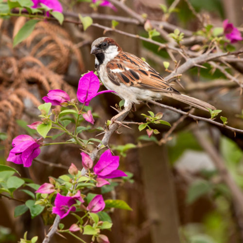 Male House Sparrow