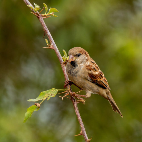 Male House Sparrow