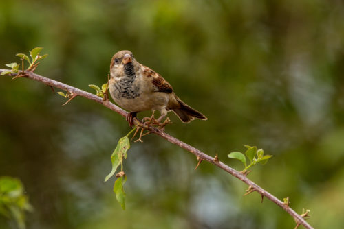 Male House Sparrow