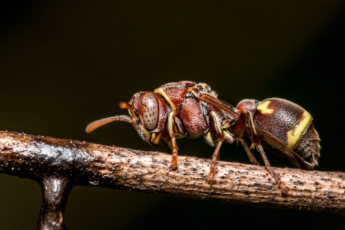 Ropalidia Social Wasp