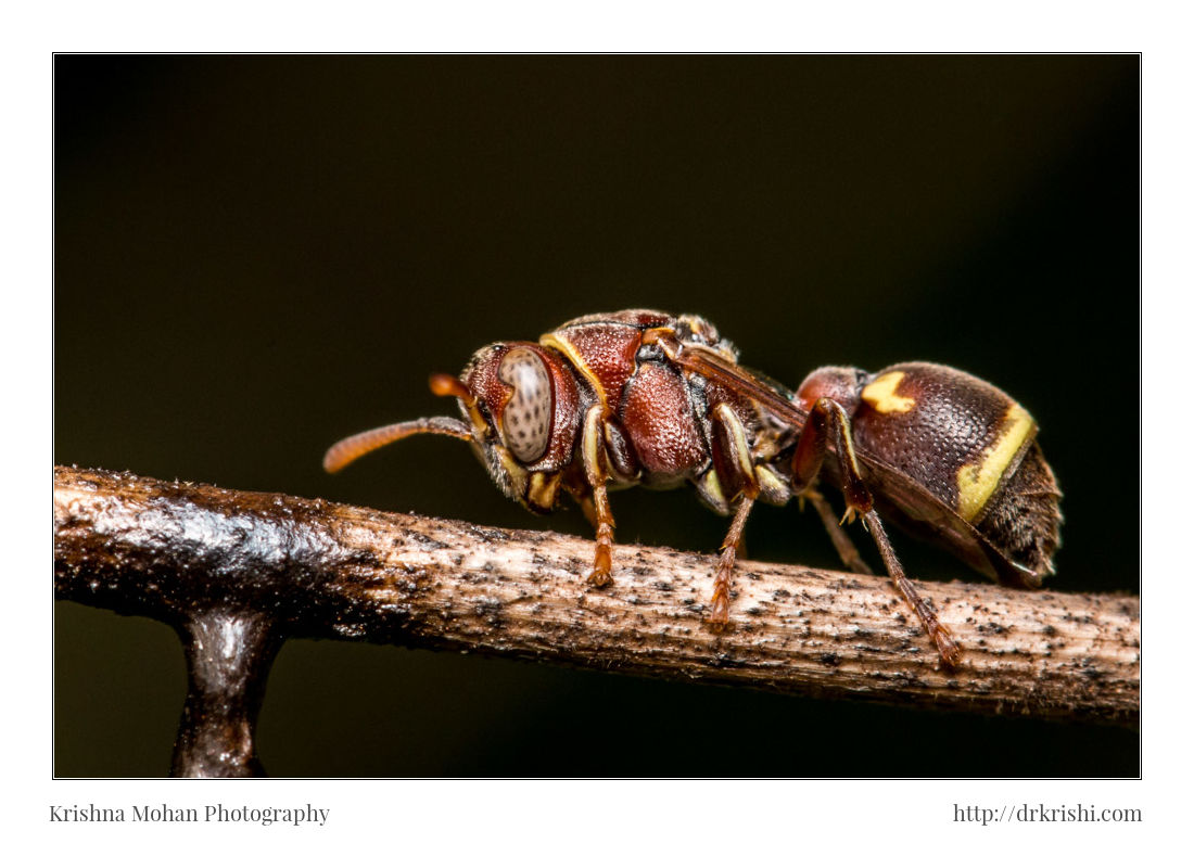 Ropalidia Social Wasp