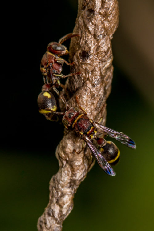 Ropalidia Social Wasp