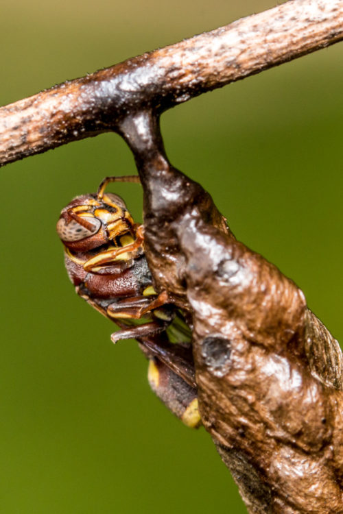 Ropalidia Social Wasp