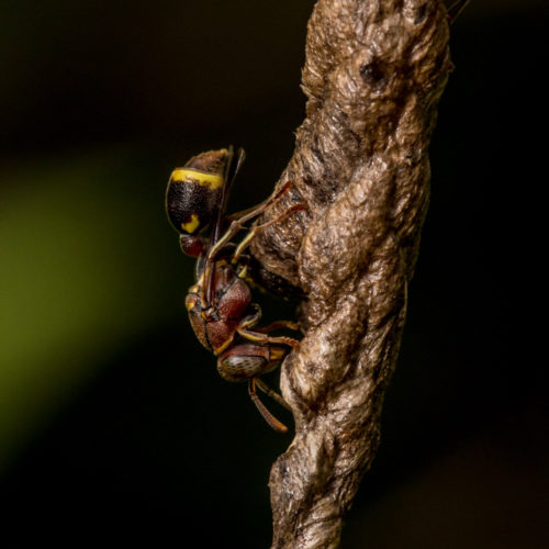 Ropalidia Social Wasp