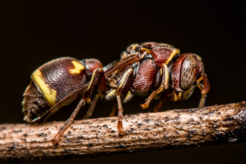 Ropalidia Social Wasp