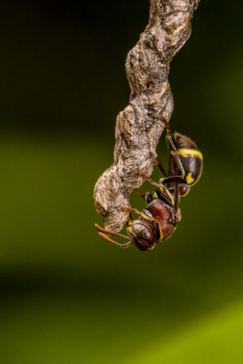 Ropalidia Social Wasp