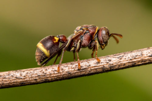 Ropalidia Social Wasp