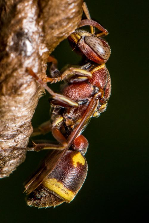 Ropalidia Social Wasp