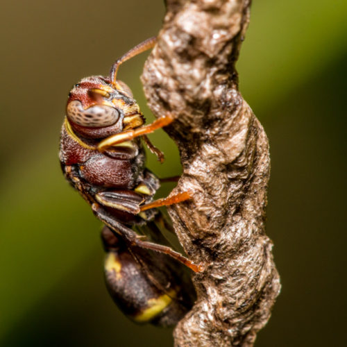 Ropalidia Social Wasp