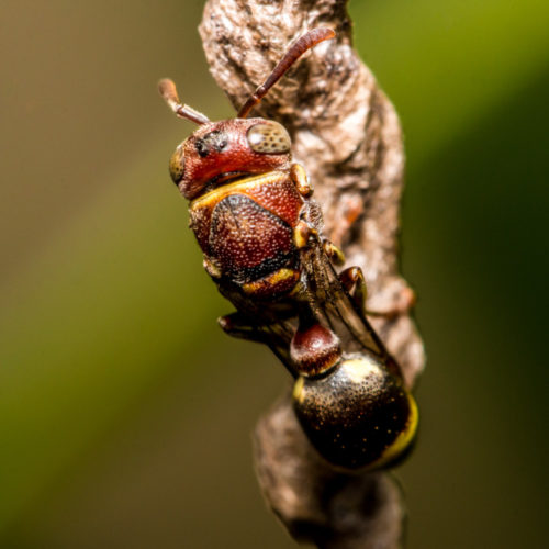 Ropalidia Social Wasp