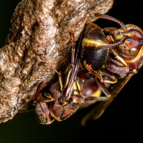 Ropalidia Social Wasp