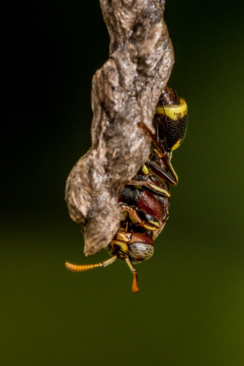 Ropalidia Social Wasp