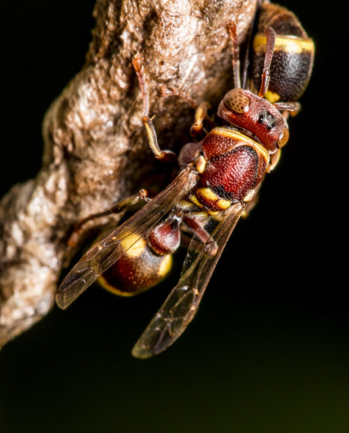 Ropalidia Social Wasp