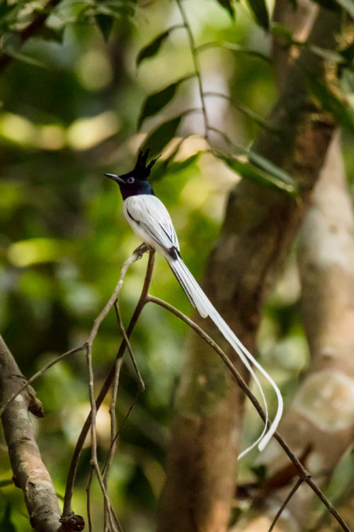 Indian Paradise-flycatcher