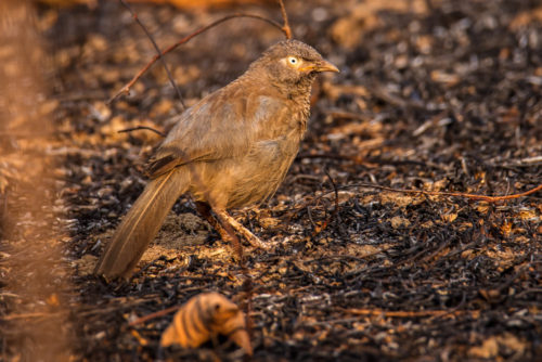 Jungle Babbler