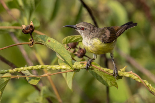 Female Purple-rumped sunbird