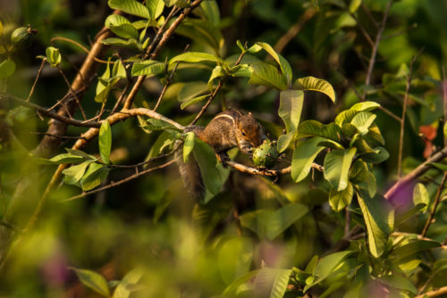 Indian palm squirrel