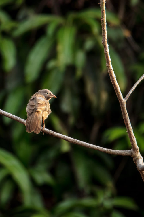 Jungle Babbler