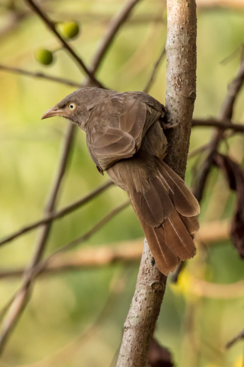 Jungle Babbler