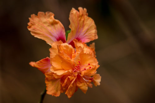 Hibiscus Flower at Minimal focus distance