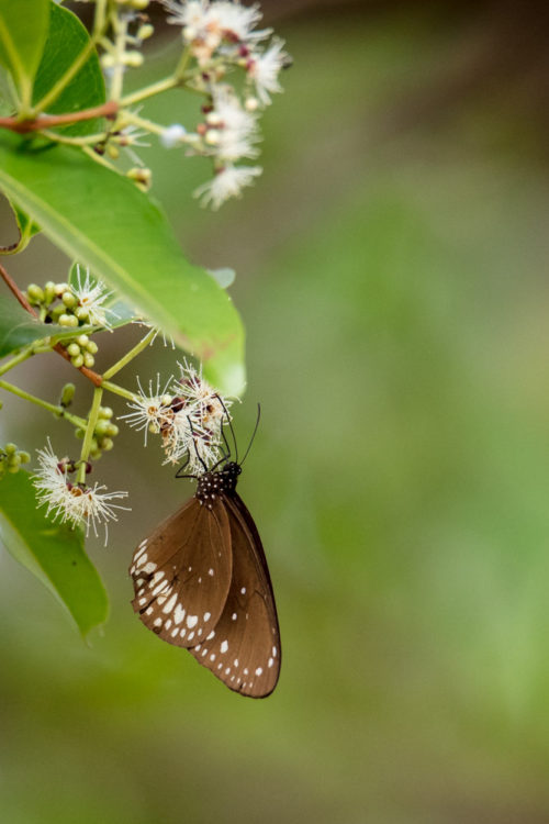 Common Indian Crow Butterfly